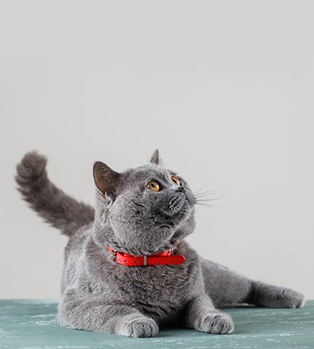 Chat