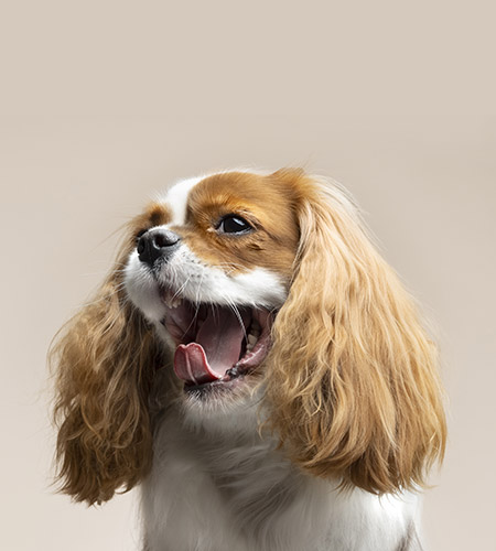 Chien