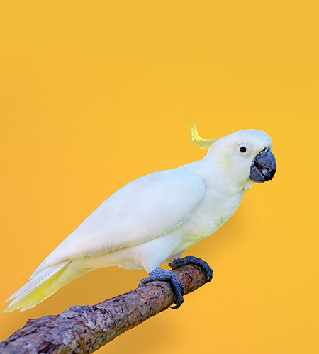Oiseau