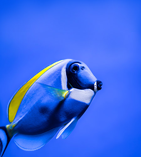 Poisson