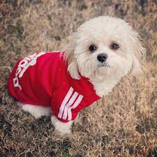 FELICAN CAPUCHE dogbaby ROUGE S
