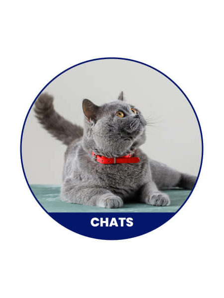 Chat