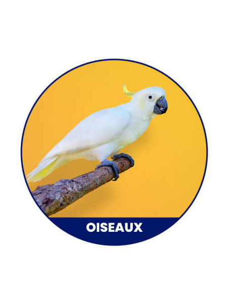 Oiseau